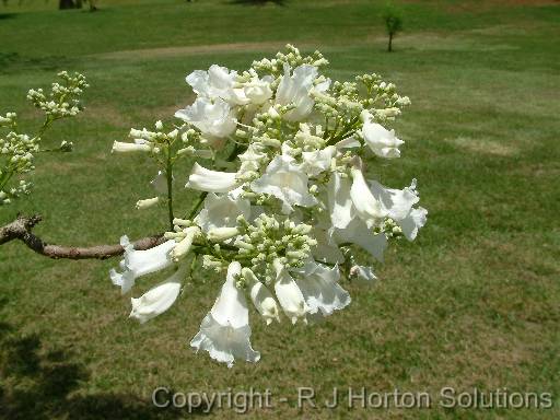 Jacaranda white 
